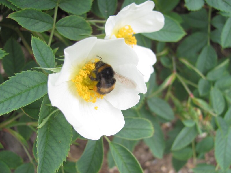 Bee on White Flower — Calm, Afternoon, Photograph, Leaves, Yellow