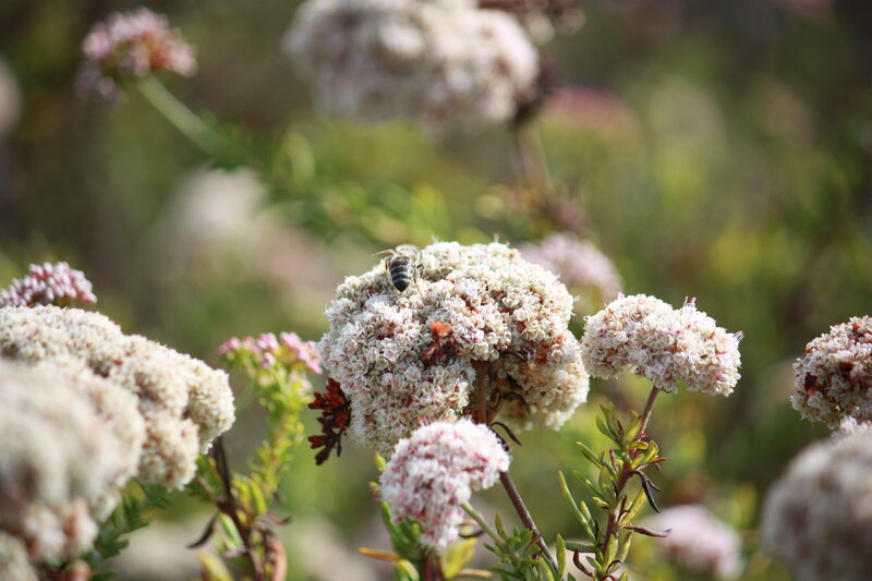 Bee on White Flower — Calm, Afternoon, Photograph, Plant