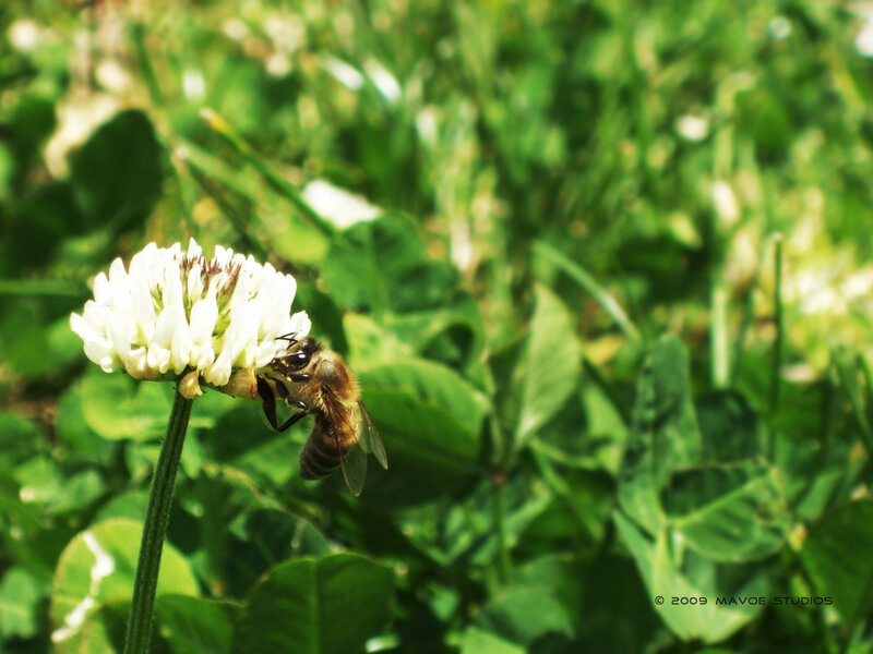 Bee on White Flower — Calm, Afternoon, Photograph