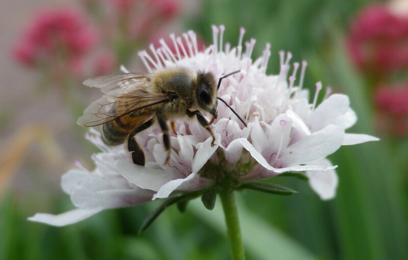 Bee on White Flower — Calm, Afternoon