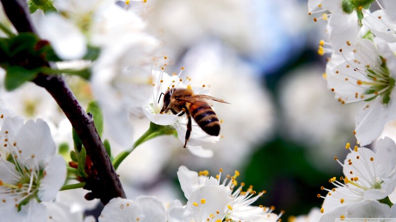 Bee on White Flower — Calm, Spring, Photograph, Branch, Pollen
