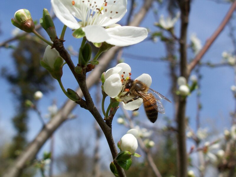 Bee on White Flower — Calm, Spring, Photograph, Branch, Sky