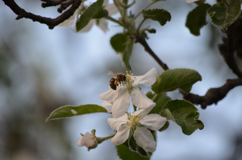 Bee on White Flower — Calm, Spring, Photograph, Branch