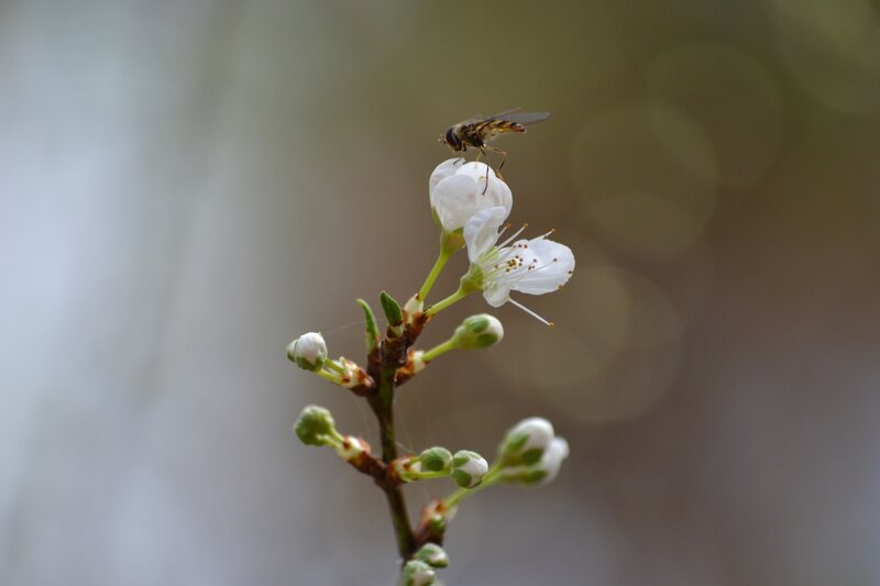 Bee on White Flower — Calm, Spring, Photograph, Bud