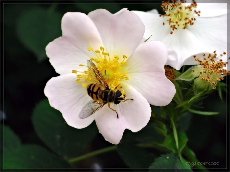 Bee on White Flower — Calm, Spring, Photograph, Insect
