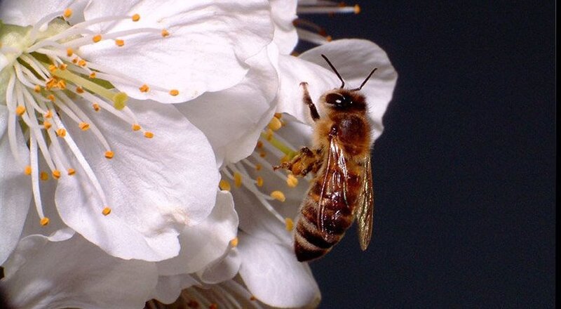 Bee on White Flower — Calm, Spring, Photograph, Pollen, Stamen