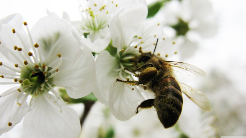 Bee on White Flower — Calm, Spring, Photograph, Pollen, Wings