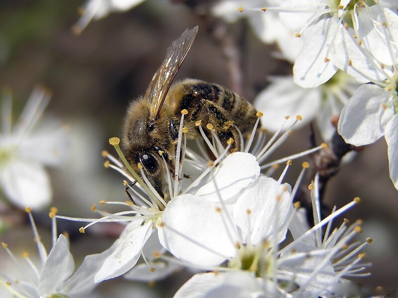 Bee on White Flower — Calm, Spring, Photograph, Stamen