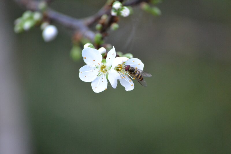 Bee on White Flower — Calm, Spring, Photograph