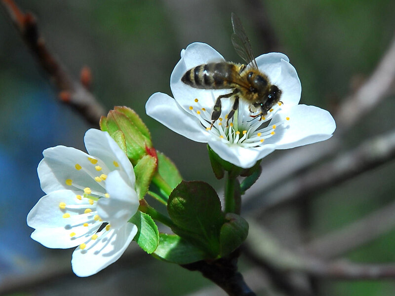 Bee on White Flower — Calm, Spring