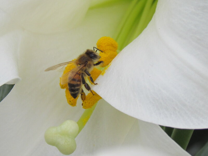 Bee on White Flower — Calm