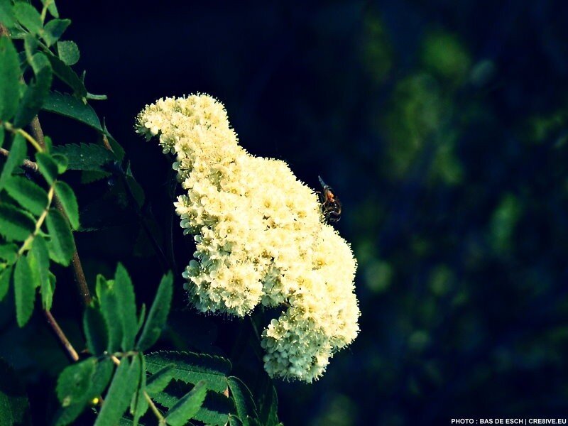 bee on white flower cluster