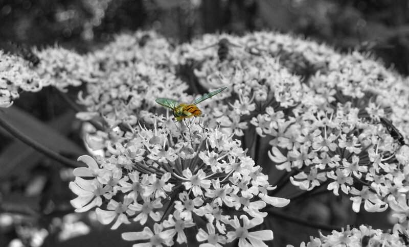 bee on white flower cluster