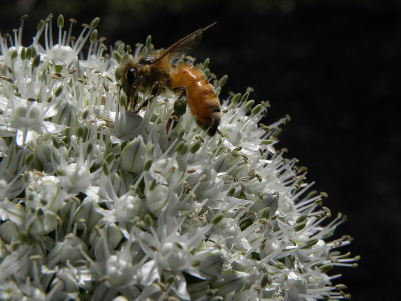 bee on white flower cluster