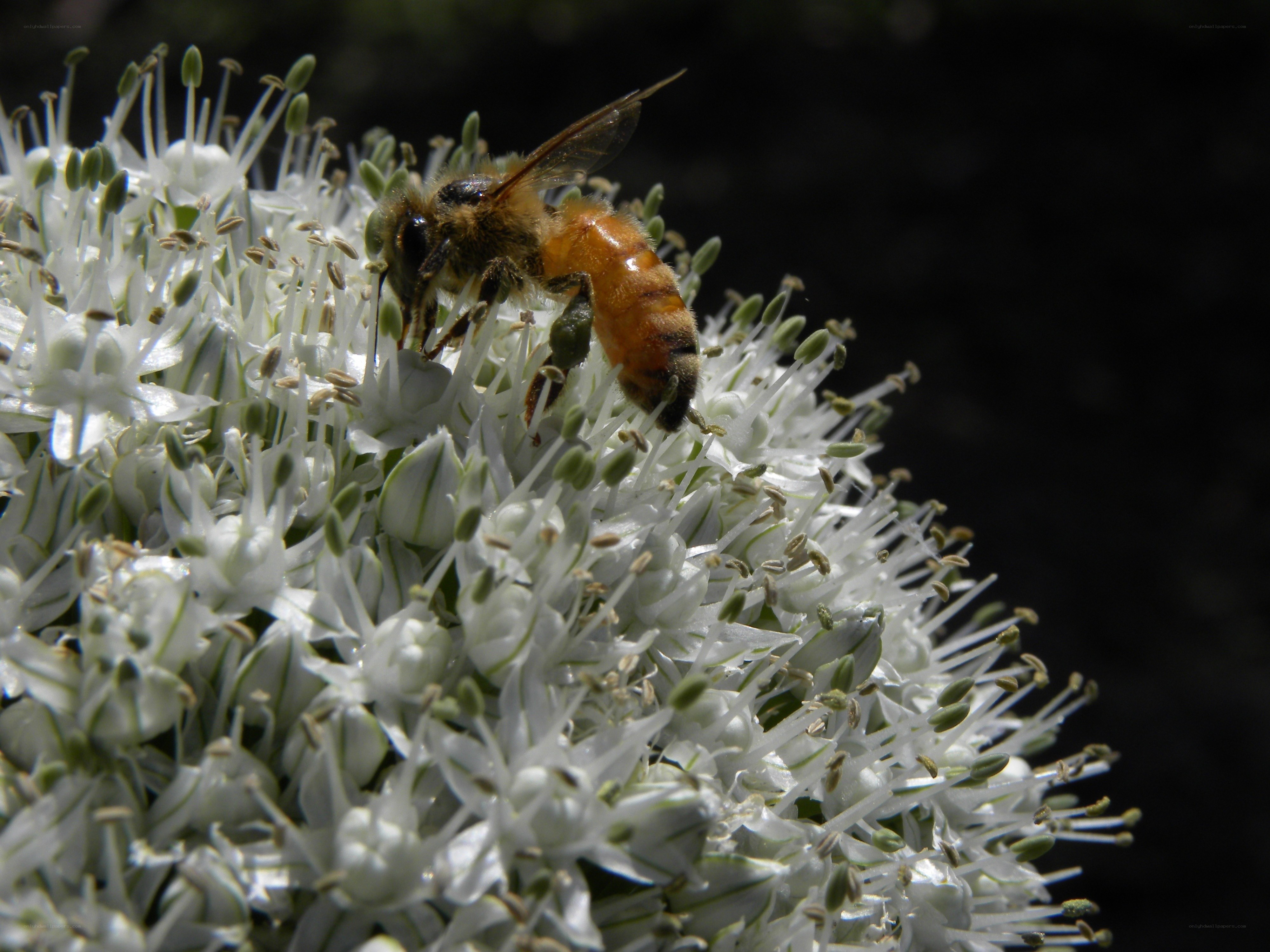 bee on white flower cluster