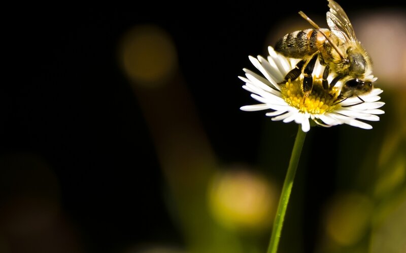 Bee on White Flower — Dramatic, Night
