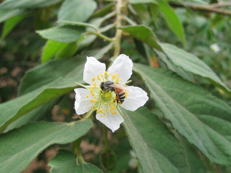 Bee on White Flower — Green, Calm