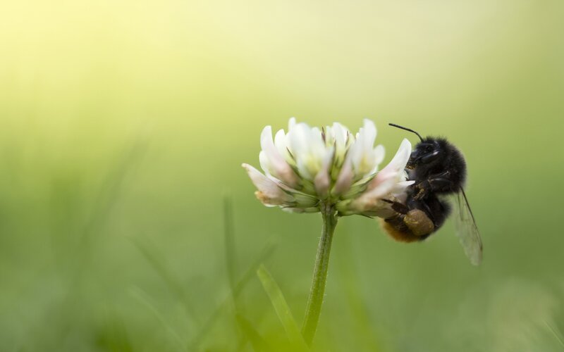 Bee on White Flower — Green, Serene, Morning