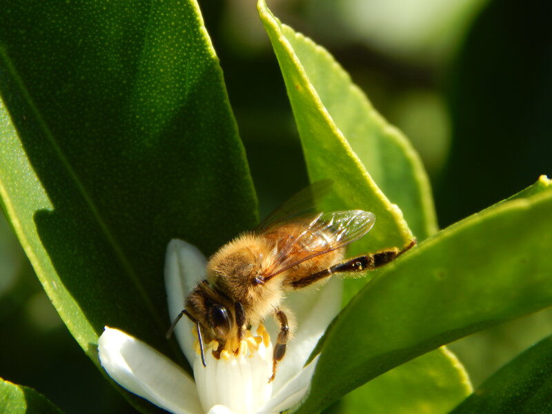 Bee on White Flower — Green, Serene