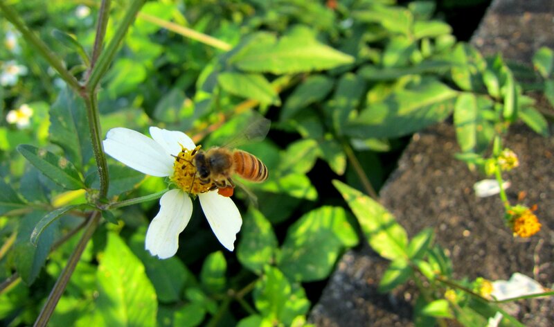 Bee on White Flower — Green