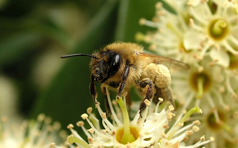 Bee on White Flower — Natural, Spring