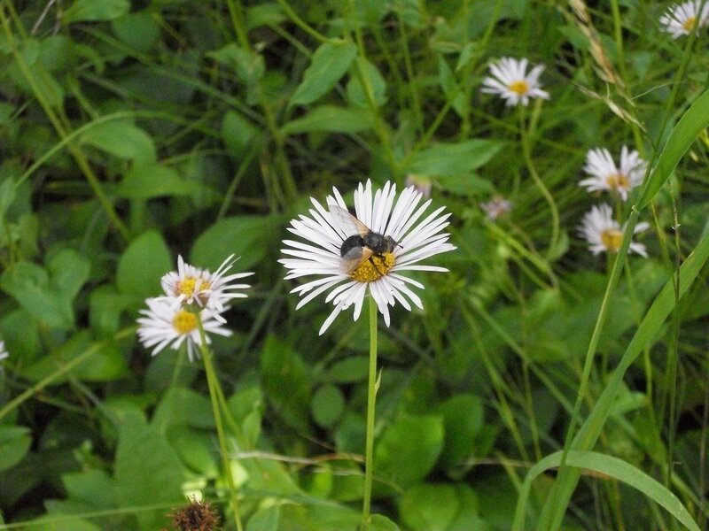 Bee on White Flower — Natural