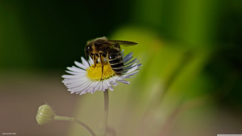 Bee on White Flower — Serene, Afternoon, Photograph, Bud