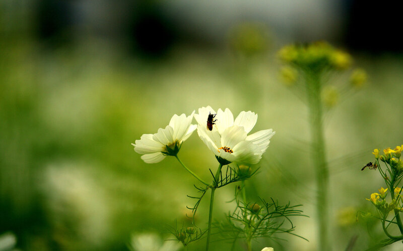 Bee on White Flower — Serene, Afternoon, Photograph, Greenery