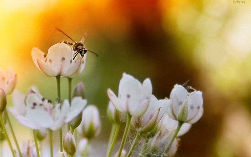 Bee on White Flower — Serene, Afternoon, Photograph, Insect