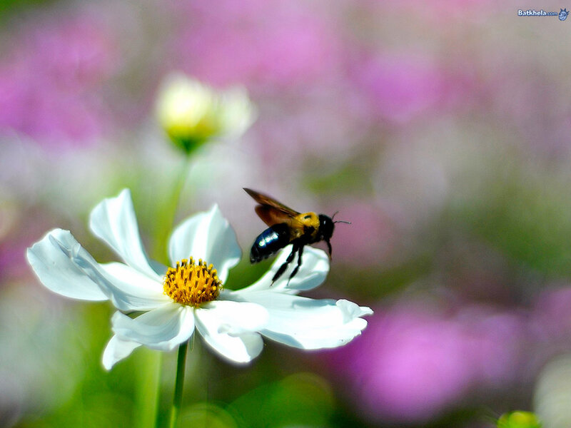 Bee on White Flower — Serene, Afternoon, Photograph