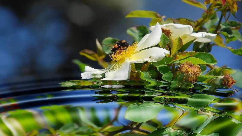 Bee on White Flower — Serene, Afternoon
