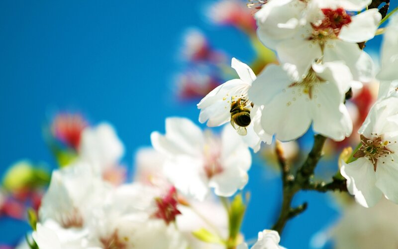 Bee on White Flower — Serene, Spring, Photograph, Branch