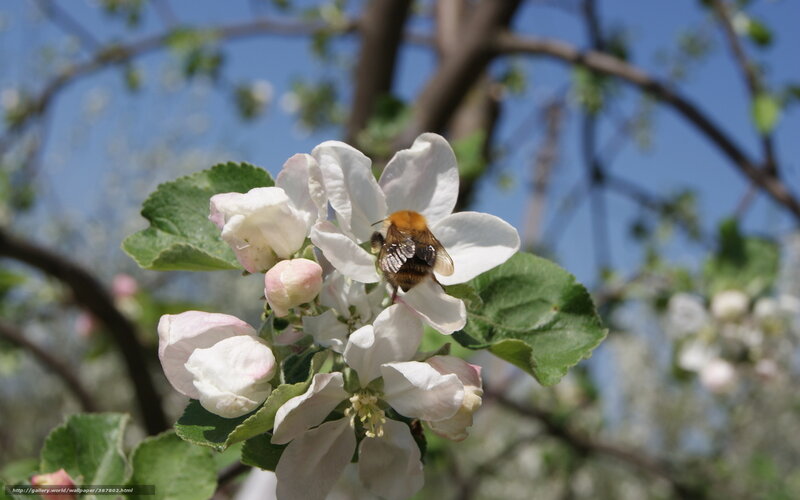 Bee on White Flower — Serene, Spring, Photograph, Leaf, Branch