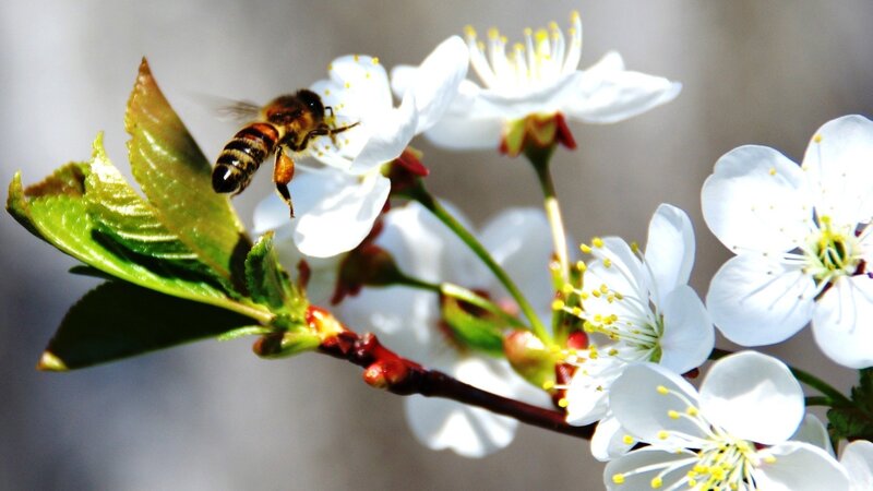 Bee on White Flower — Serene, Spring, Photograph, Leaf