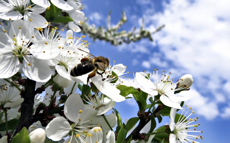 Bee on White Flower — Serene, Spring, Photograph, Sky