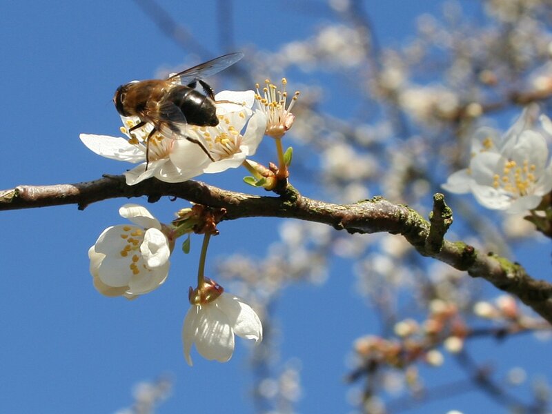 Bee on White Flower — Serene, Spring, Photograph