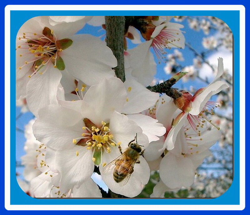 Bee on White Flower — Serene, Spring