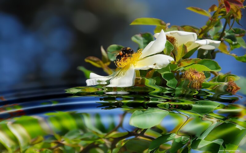 Bee on White Flower — Serene