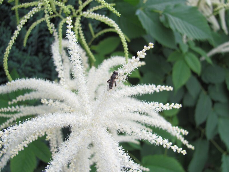 bee on white flower spikes
