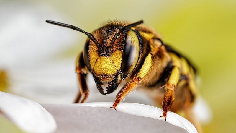 Bee on White Flower — Yellow