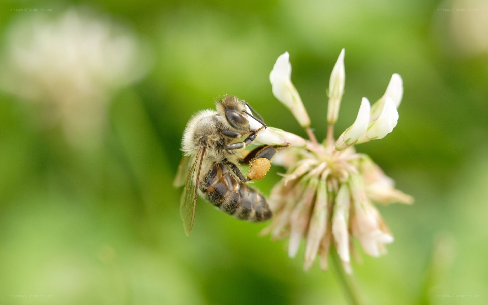 bee on white flower