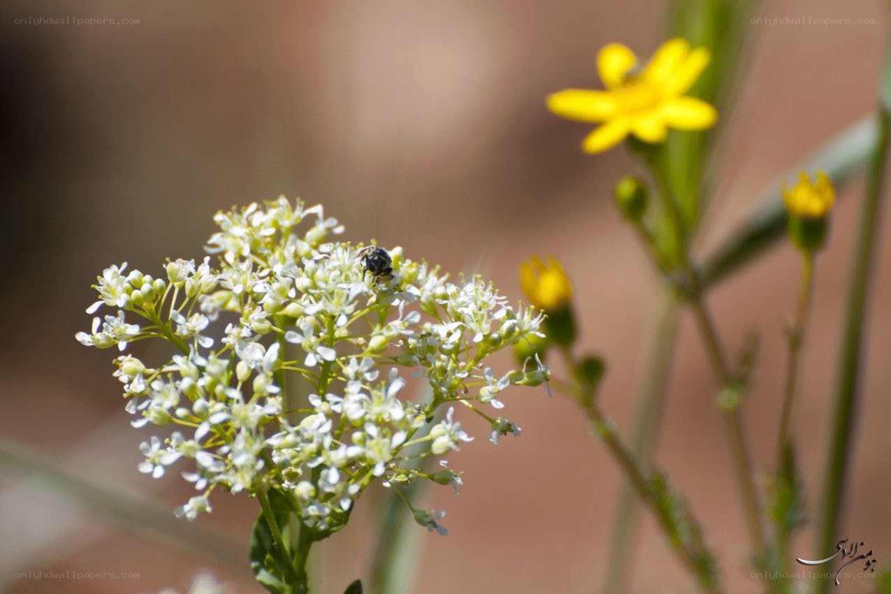 bee on white flowers