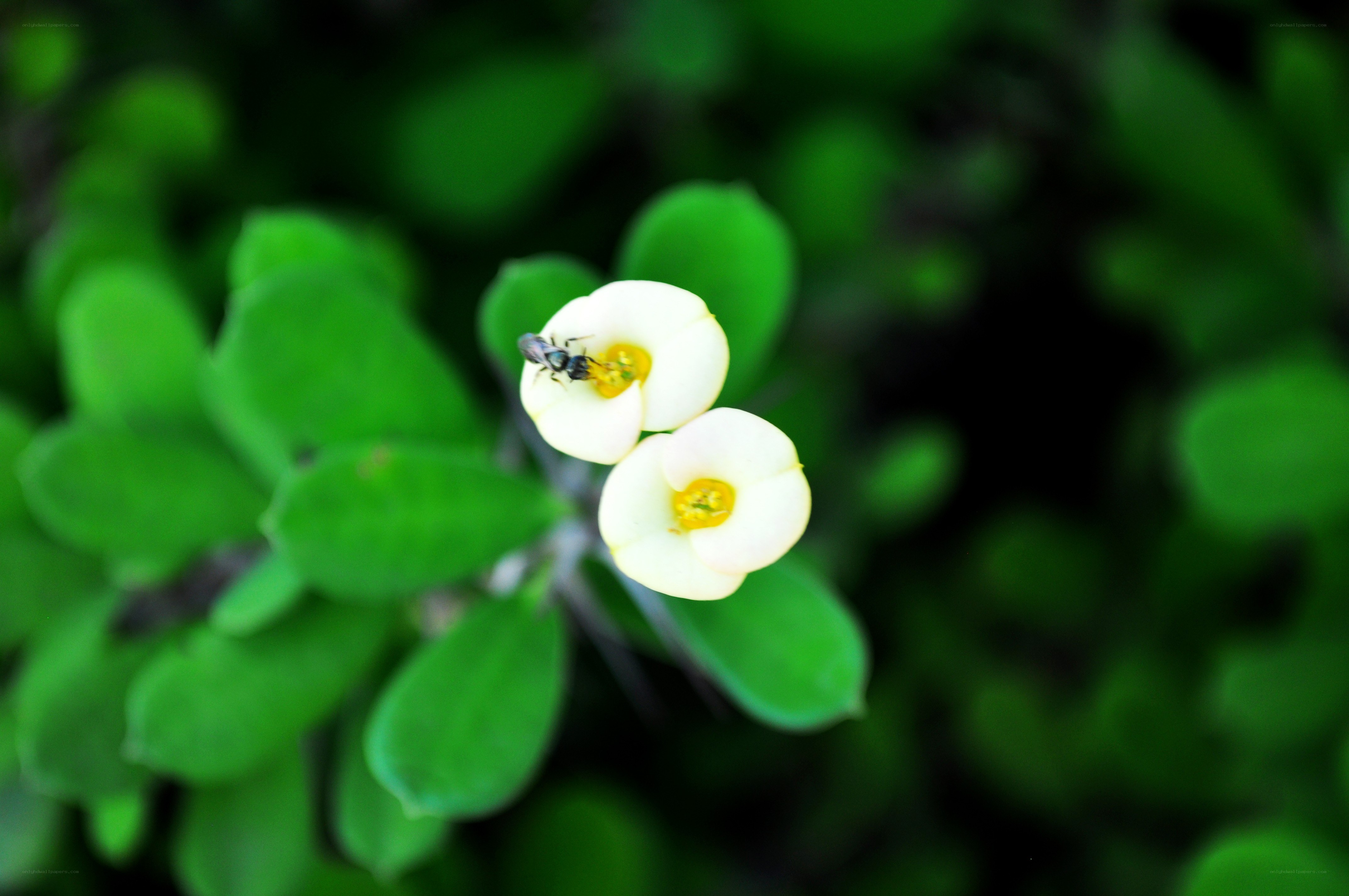 bee on white flowers