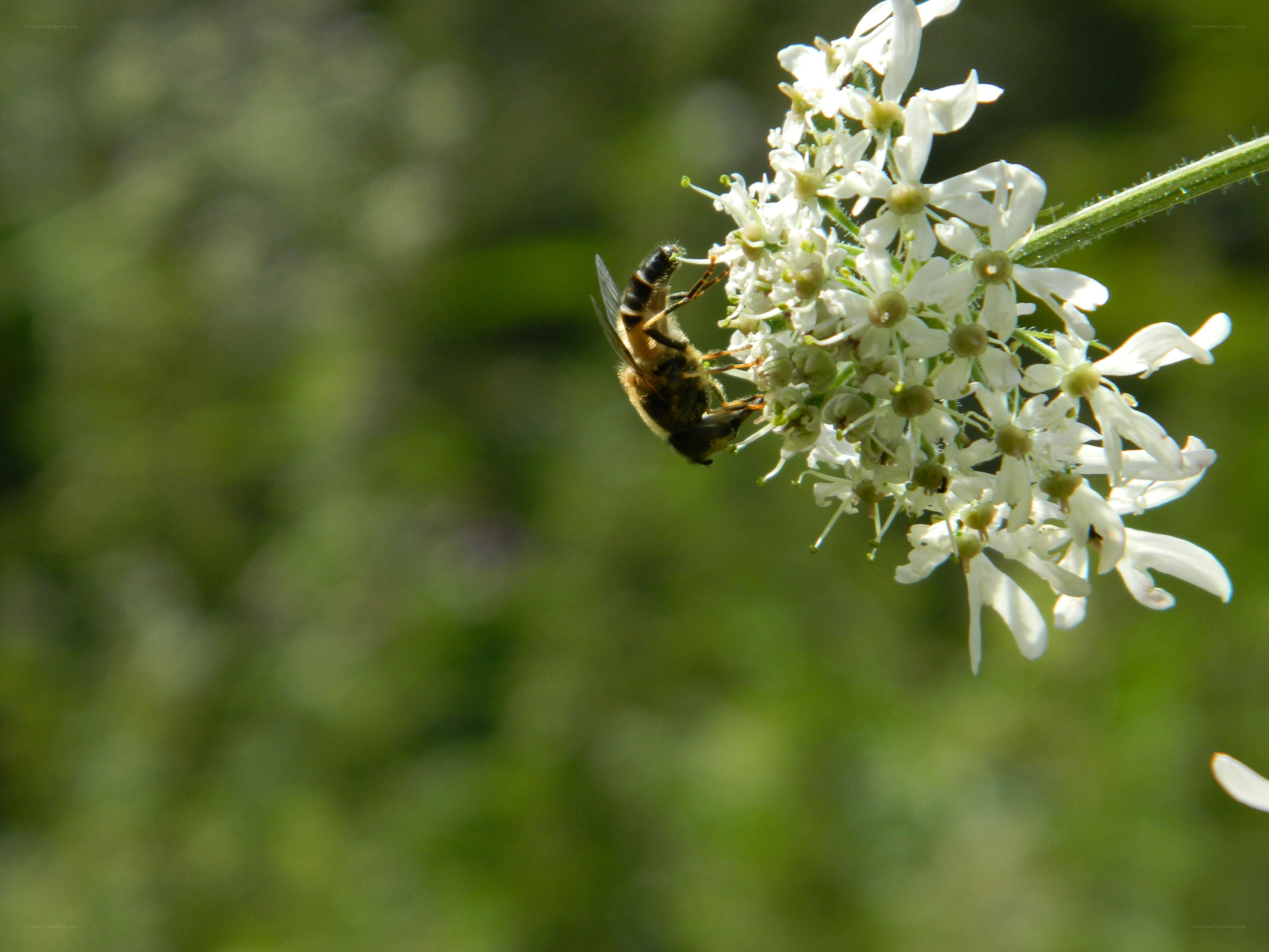 bee on white flowers