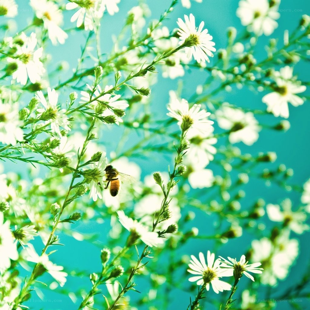 bee on white flowers