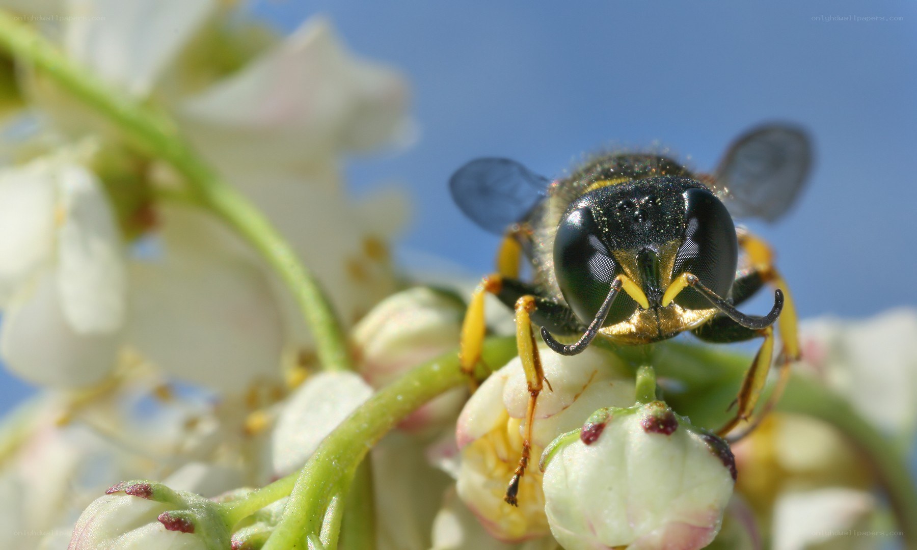 bee on white flowers