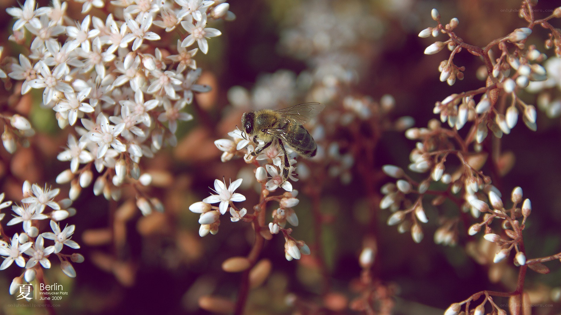 bee on white flowers
