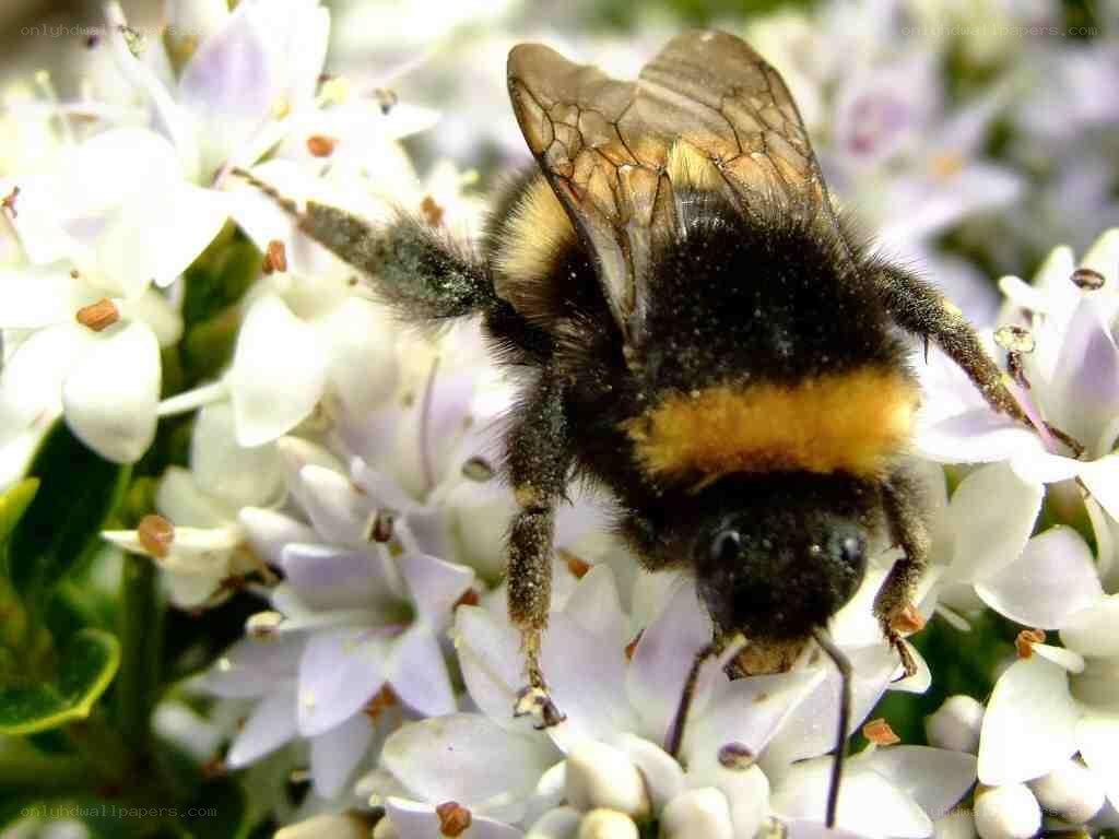 Bee on white flowers