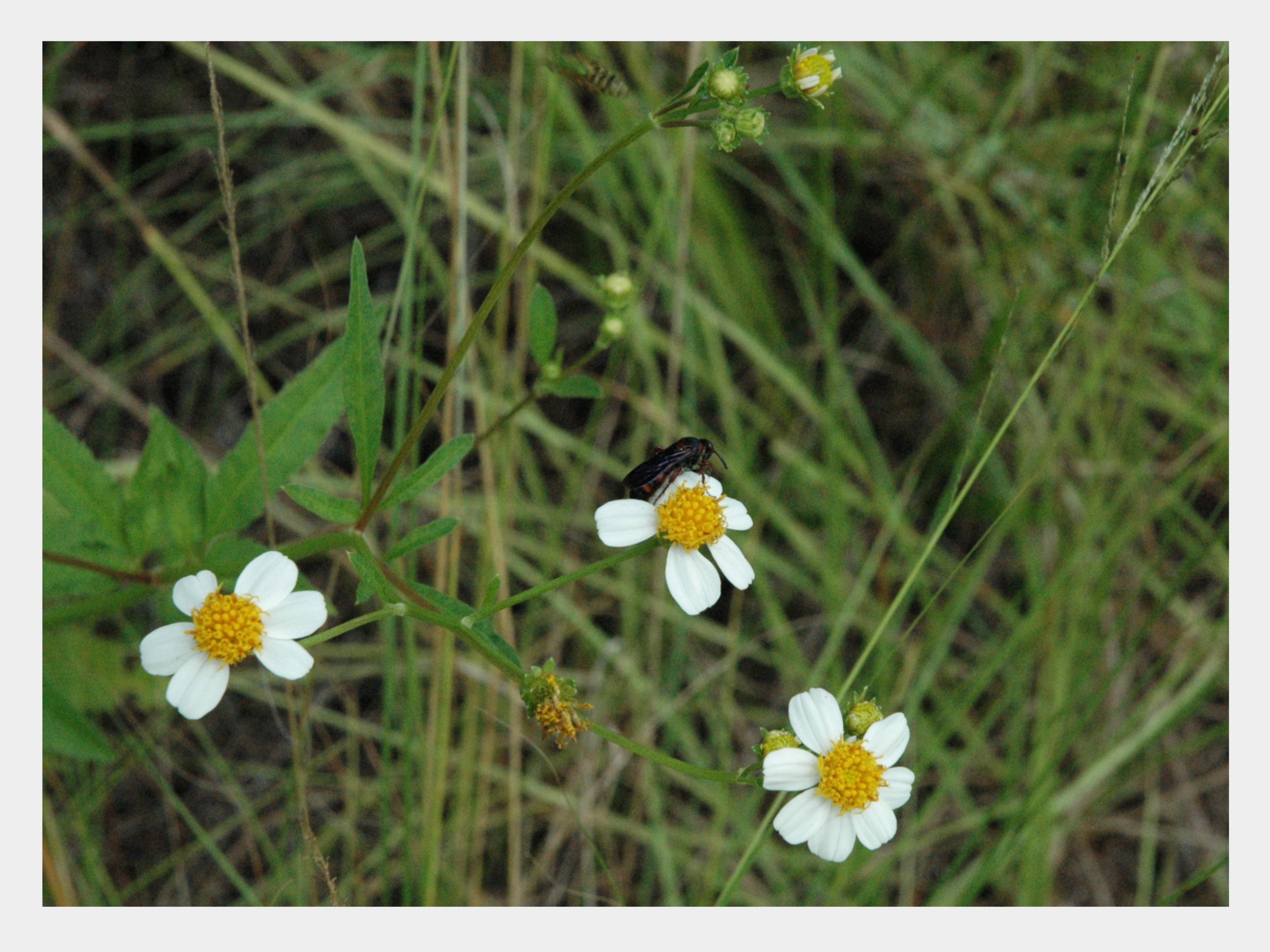 bee on white flowers
