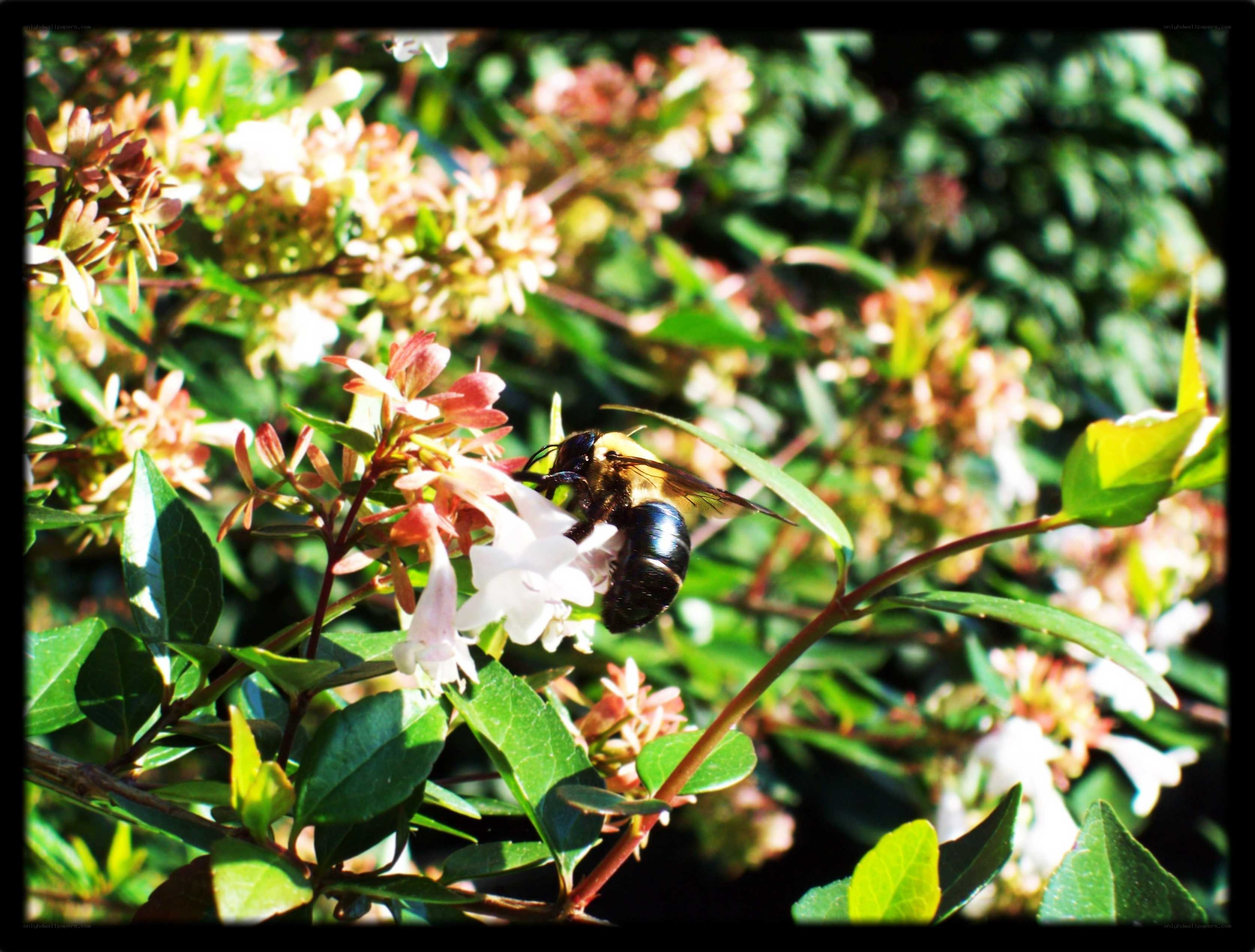 bee on white flowers